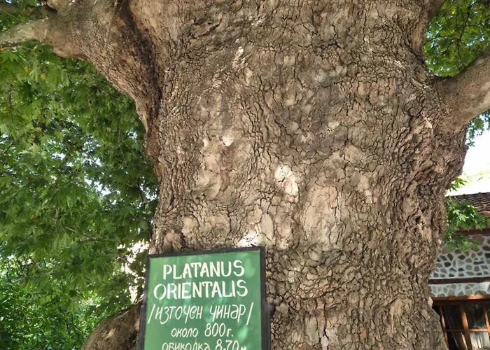 стария чинар Melnik (Blagoevgrad)